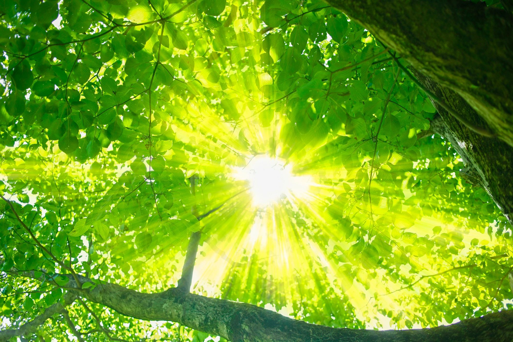 Sunlit green landscape representing privacy, calm, and trust